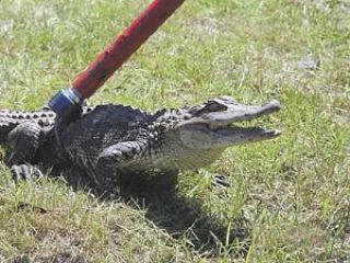 Gator grabbed in city neighborhood is now resting comfortably