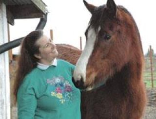 Treatment coming for Plateau horses