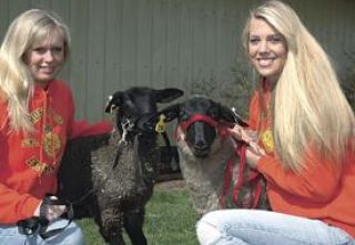 Plateau students ready for livestock show and sale