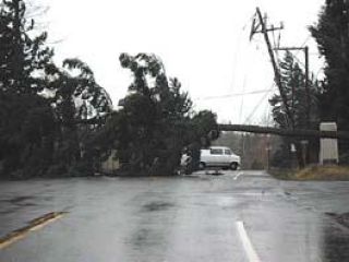Wind blows down trees, knocks out power lines