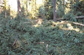 Tree thinning operation to begin in demo forest