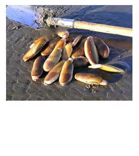 Pacific razor clams