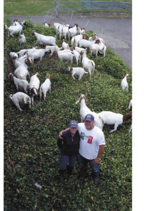 Patty and Paul Fantello brought part of their herd to the Enumclaw Aquatics Center to help get rid of ivy. The goats drew quite a crowd while they worked.