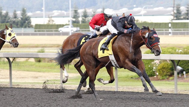 Rainier Ice and jockey Juan Gutierrez power to a 1-½ length victory Saturday in the feature race for 3-year-olds and up at Emerald Downs. September 15