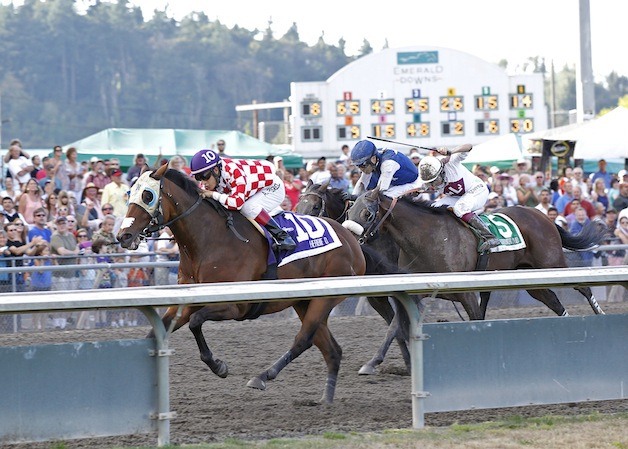 Herbie D left no doubt who was the best horse Sunday at Emerald Downs in the 2013 Longacres Mile.
