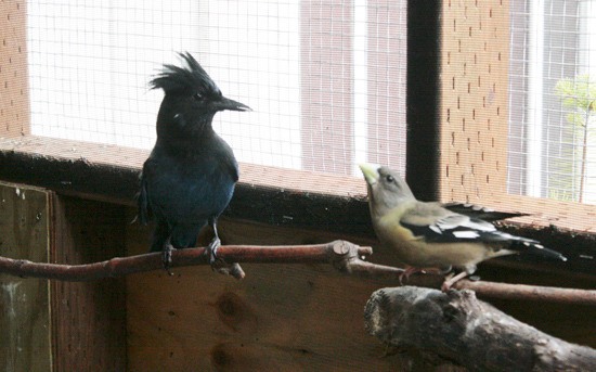 Feather Haven is home to three birds who can't be released because they can't fly