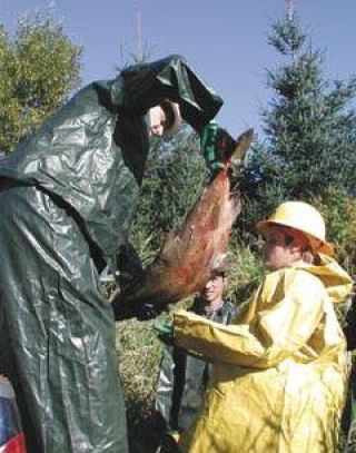 Misty Blair gets an arm full of a large salmon. She was part of a team returning carcasses to the creek last week near Enumclaw.. Photo by Brenda Sexton.
