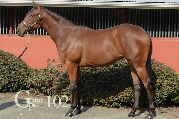 Top selling filly in 2014 WTBOA summer sale