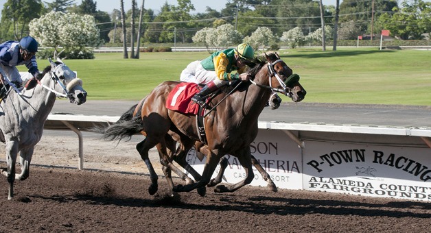 Bailouttheminister and jockey Russell Baze wins the Sam J. Whiting Handicap at Pleasanton