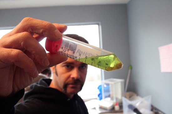 Integrity Labs co-owner Mark Hubbard hold up a sample of dried marijuana after the THC and other chemicals have been extracted from the plant. Integrity Labs in Olympia tests marijuana products that are supplied on the Plateau.