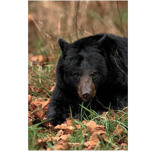 A bear was sighted near Lakeridge Middle School.
