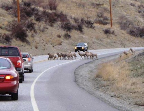 This is the time of year we typically see a spike in collisions between vehicles and wildlife.
