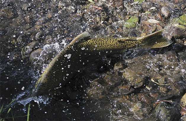 Boise Creek was filled with salmon Sept. 18 where the creek flows through the Enumclaw Golf Course.
