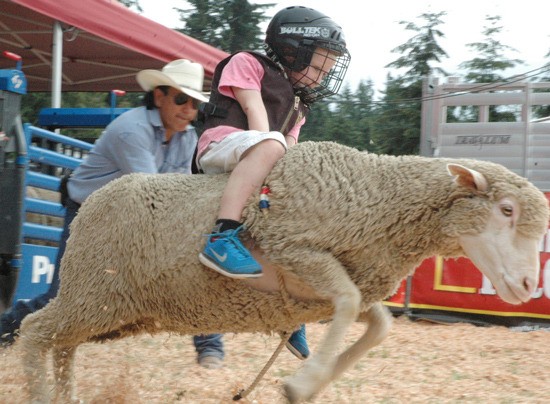 One of the popular attractions at this year's King County Fair was the mutton bustin' competition