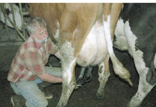 John Stolz has been milking cows for a living for many years