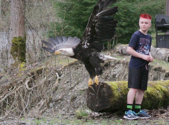 A bald eagle took flight along the Green River recently after being nursed back to health by animal rescue advocates. The eagle had been injured and was found near Flaming Geyser State Park.