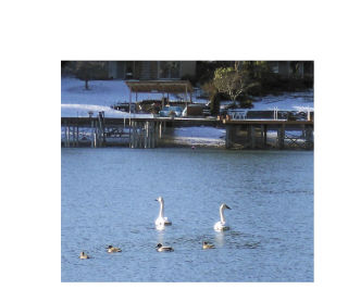Lake Tapps resident Randy Robins took these photographs Dec. 18 of swans paddling around the Tacoma Point area of the lake. Robins said about six swans stayed for about 10 days
