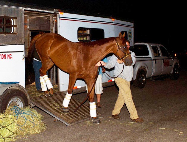 Defending champion and 5-to-2 morning line favorite Awesome Gem steps off the van at Emerald Downs early Friday morning in advance of Sunday's 77th running of the $200