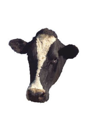 Plateau farms are turning poop into power