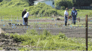 Several volunteers spend Saturday morning working in the Sumner Community Garden land off Valley Avenue between Sumner and Puyallup.