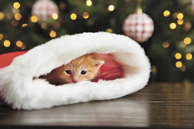 Family pets face some additional risks from the hustle and bustle of the holiday season – but taking a few simple precautions can keep cats and dogs safe and happy.
