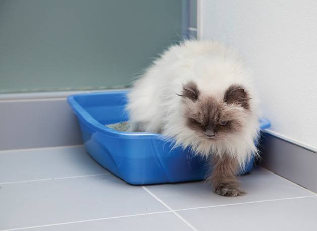 Hidden problems may cause a cat to quit using its litter box. The trouble could be medical or it could be environmental. Either way