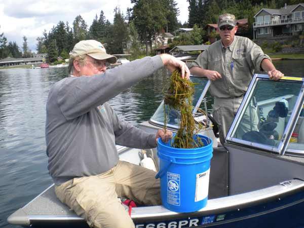 Terry McNabb of AquaTechnex shows some of the milfoil collected from Lake Tapps Wednesday morning.