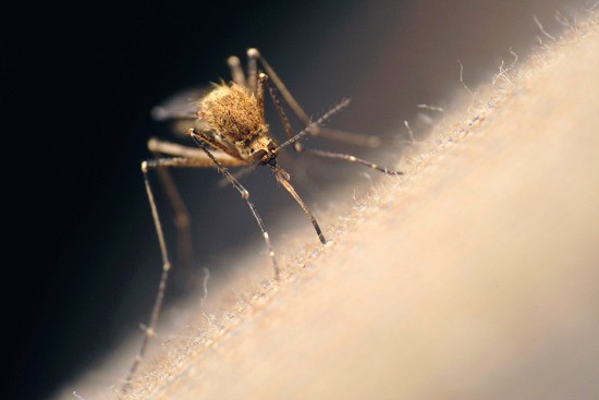 The Department of Health today reported the state's first West Nile Virus death this year.