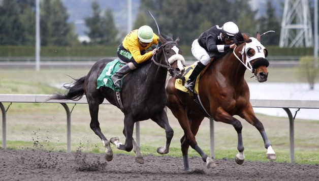 Cariboo Road (yellow silks