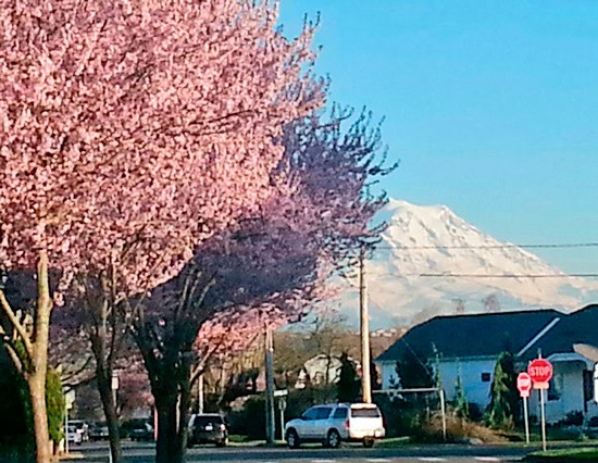 The cherry trees along Wood Avenue.