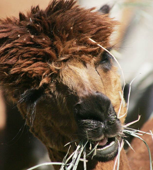Sept 29-30 was National Alpaca Farm Days at farms throughout the Plateau.