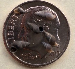 Tiny New Zealand mudsnails