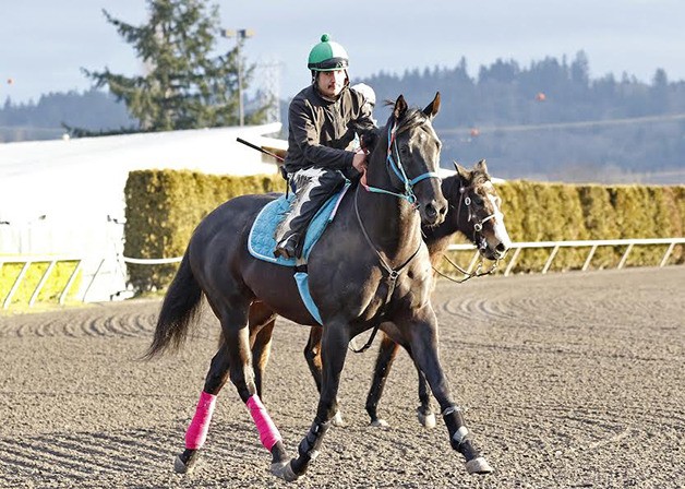 Multiple stakes winner Noosito (14-5-3-3-$198