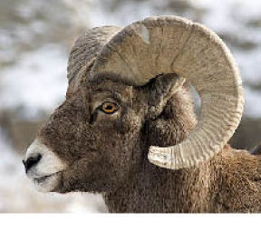 One of the pieces on display at Gallery 2008 is Lydia Stranges bighorn sheep.