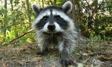 A raccoon latrine is a site where those furry