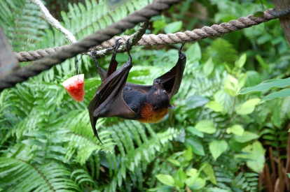 Bats do not usually come into contact with people since they are active at night.