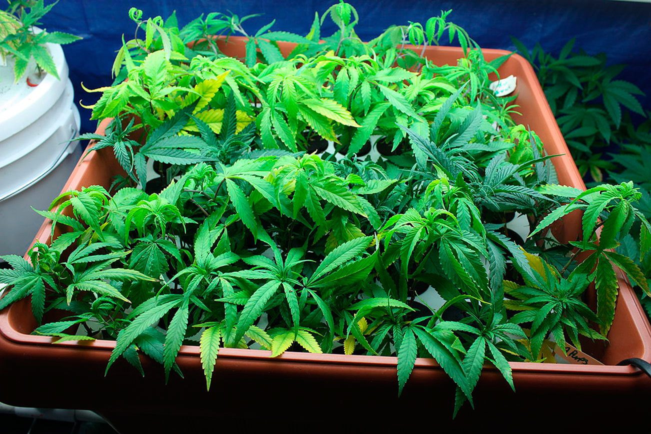 Plateau’s first marijuana grow operation opening in Buckley