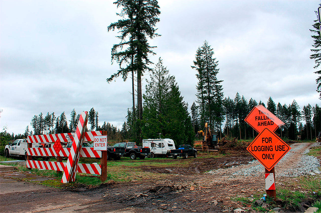 Logging in the WSU forest has already started to make room for both the future Costco, as well as to eventually extend 204th Avenue to state Route 410. Photo by Bailey Josie.