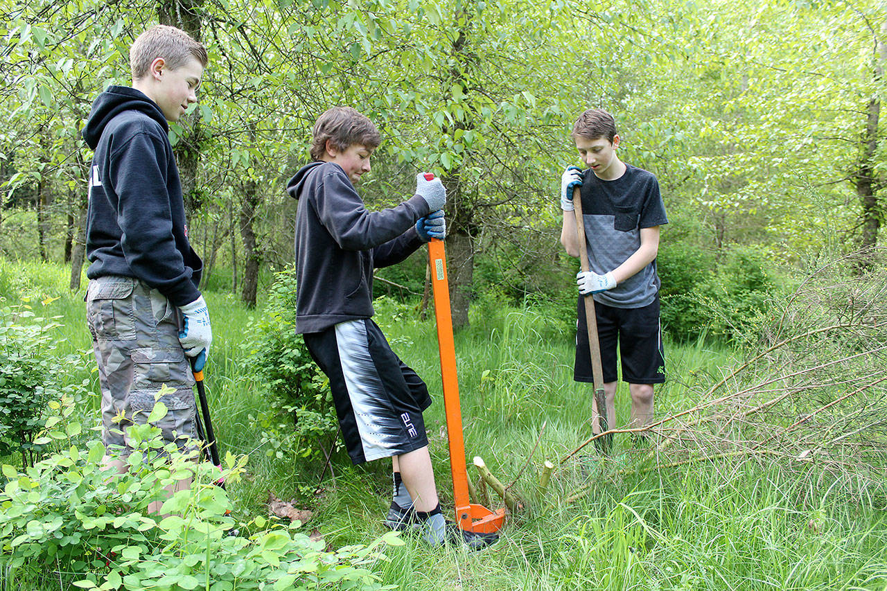 Glacier students Ty Marshall, Hunter Fray and Blake Calton wrestle with a deeply-rooted invasive plant. Photos by Ray Still