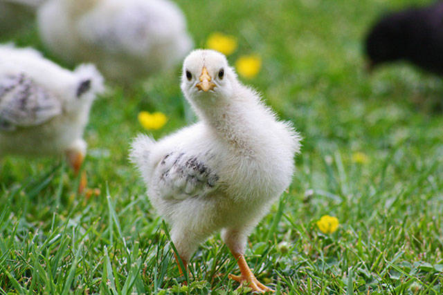 Public health vet says ‘don’t kiss your chicks’ | Public Health Insider