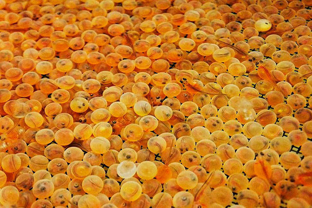 Bonney Lake is home to Troutlodge, the world’s largest producer of trout eggs. Image courtesy of the U.S. Fish and Wildlife Service - Midwest Region