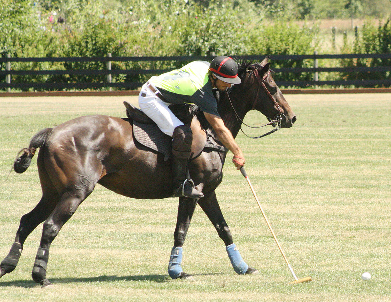 Polo pageantry will be on display Aug. 12 in rural Enumclaw, when the Seattle Polo and Equestrian Club hosts hits annual party. The public is welcome to attend. Above, the grounds were recently busy with the Governor’s Cup. File photo by Kevin Hanson