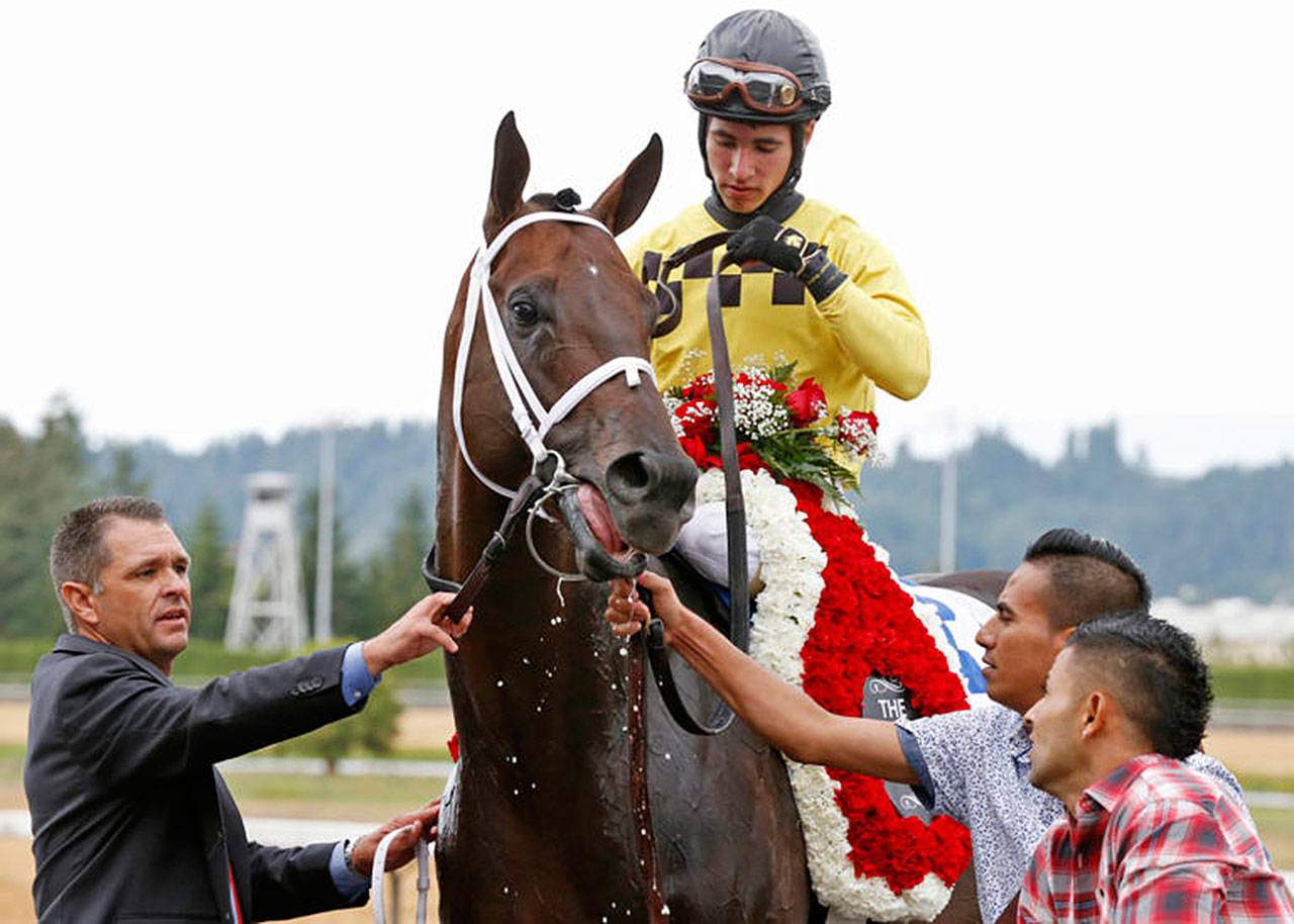 Gold Rush Dancer is draped with the winning roses for winning the 82nd annual Longacres mile. Photo courtesy pf Emerald Downs