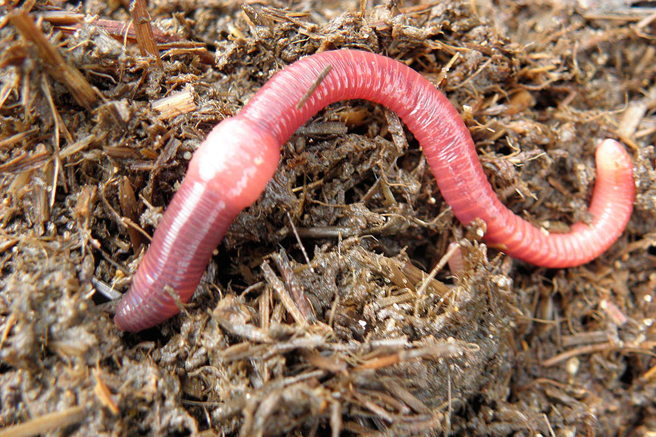 Learn to compost with some red wrigglers