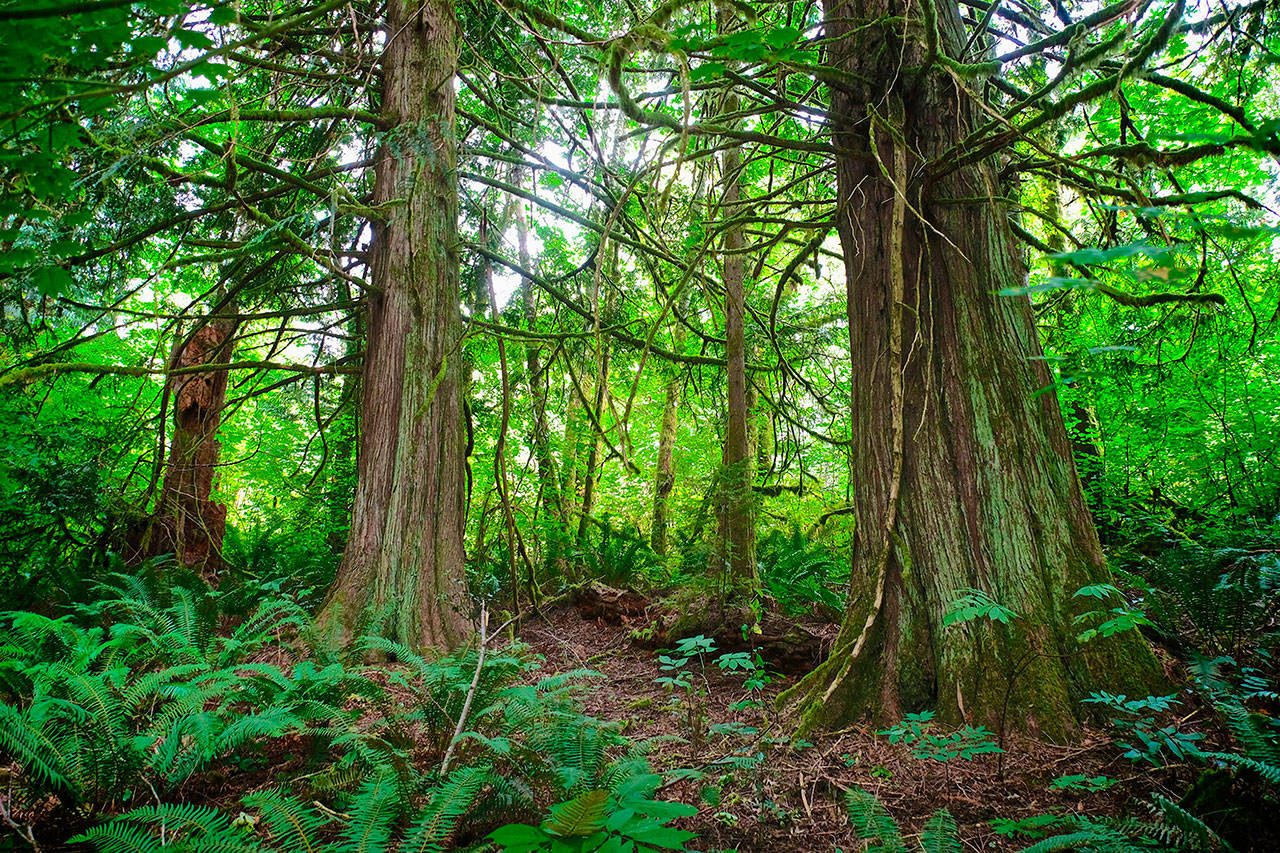 Large, old Western red cedars dot the acreage now being protected just outside Enumclaw. PHOTO CREDIT ELI BROWNELL, KING COUNTY PARKS