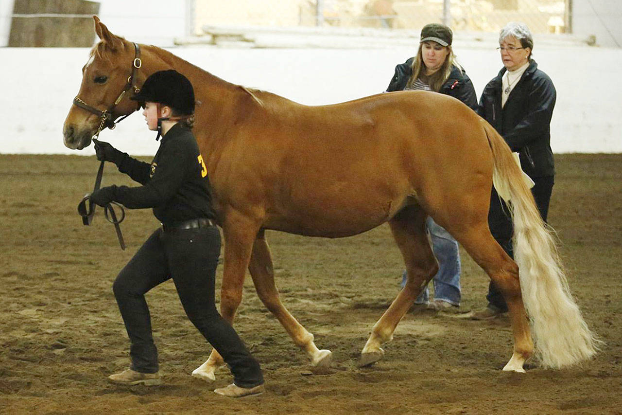 Alyxandra Bowman, with judges looking on, competes in showmanship for the Enumclaw High equestrian team. CONTRIBUTED PHOTO