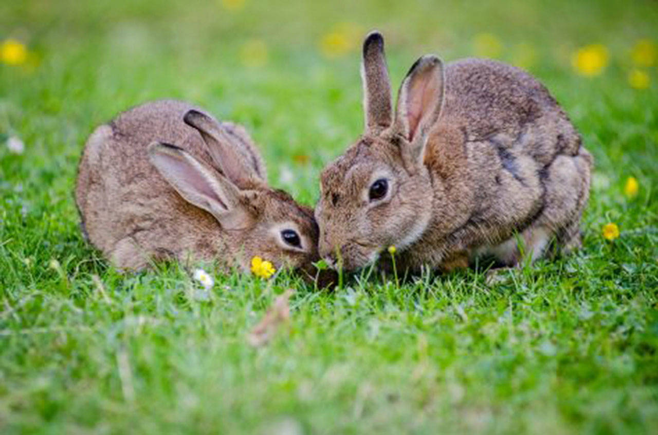 Based on its nicknames, it’s not surprising that Francisella tularensis favors rabbits, hares, ticks, and deer flies, all of which abound here in Washington State. Image courtesy Public Health Insider
