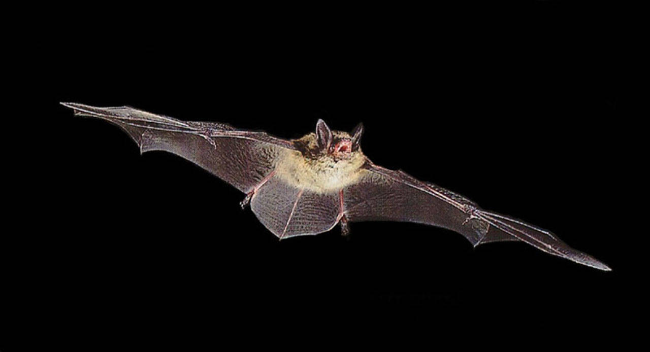 Rabid bats found on Auburn sidewalk | Public Health Insider