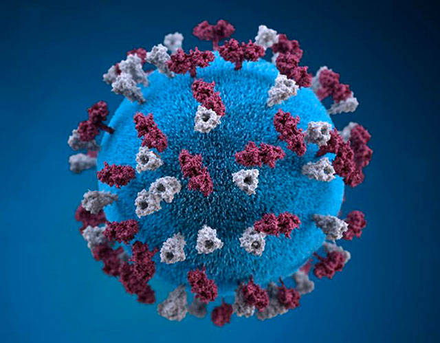 A 3D representation of a measles virus. Image courtesy Center for Disease Control