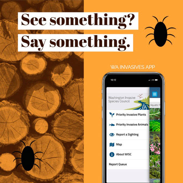 The new-and-improved app will allow regular Washington residents to learn about and report various invasive species that cause harm to the state’s ecosystems and economy. Image courtesy the Recreation and Conservation Office